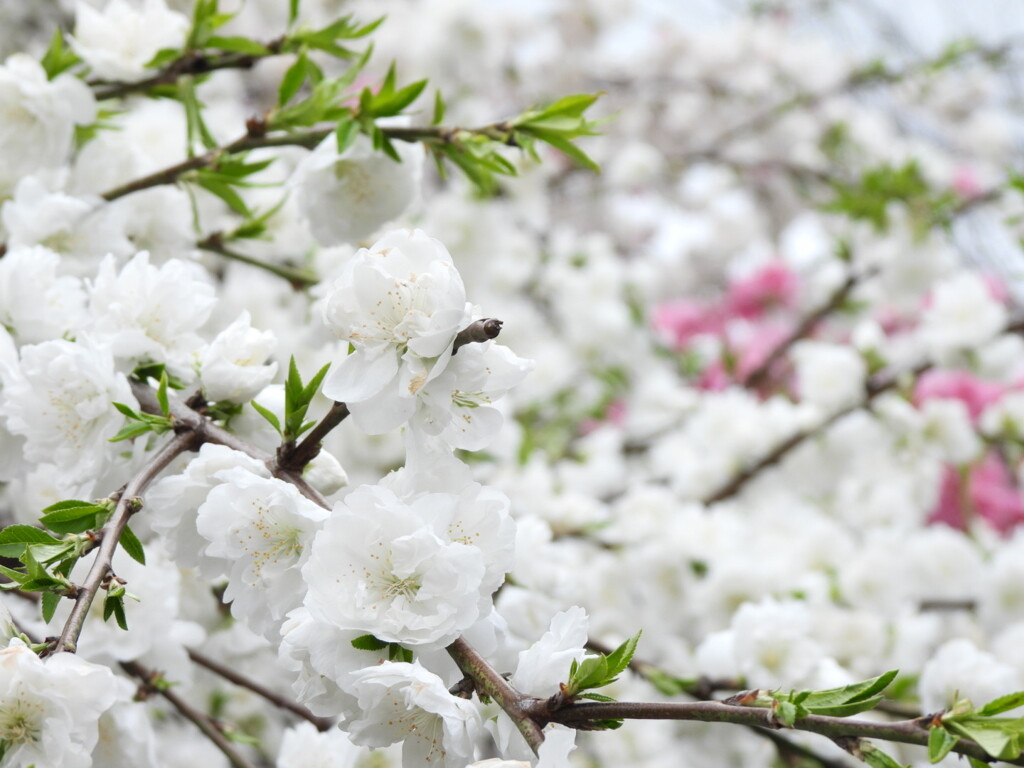 ふんわり　もこもこ