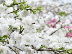 ふんわり　もこもこ