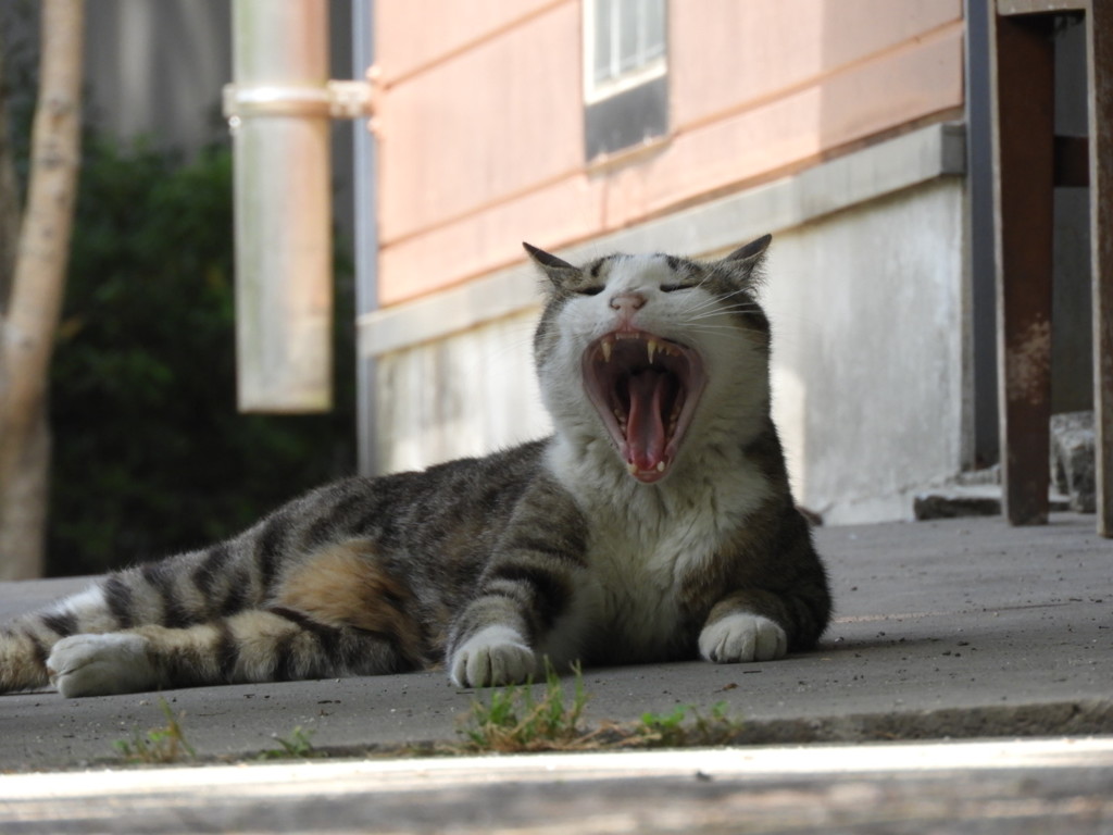 発声練習  「ア～♪」