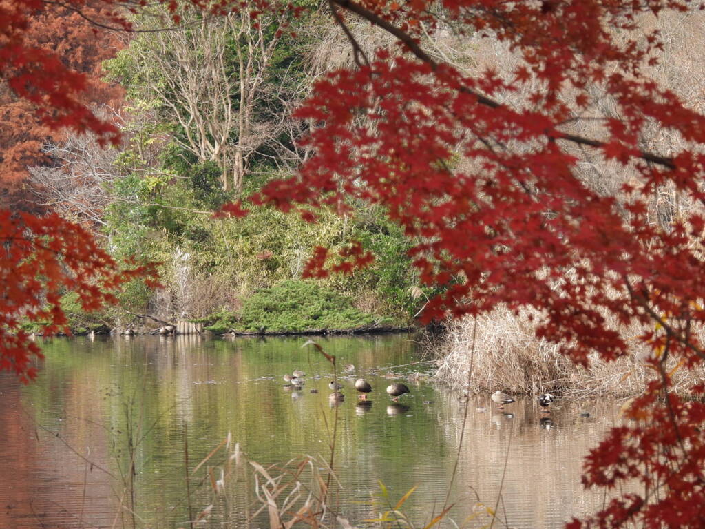 カモさんのいる風景