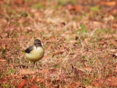 ...ゴルフボールかなぁ？