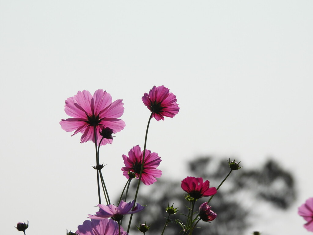 秋桜