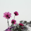 秋桜