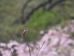 さくら(独唱)～♪