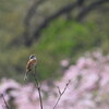 さくら(独唱)～♪