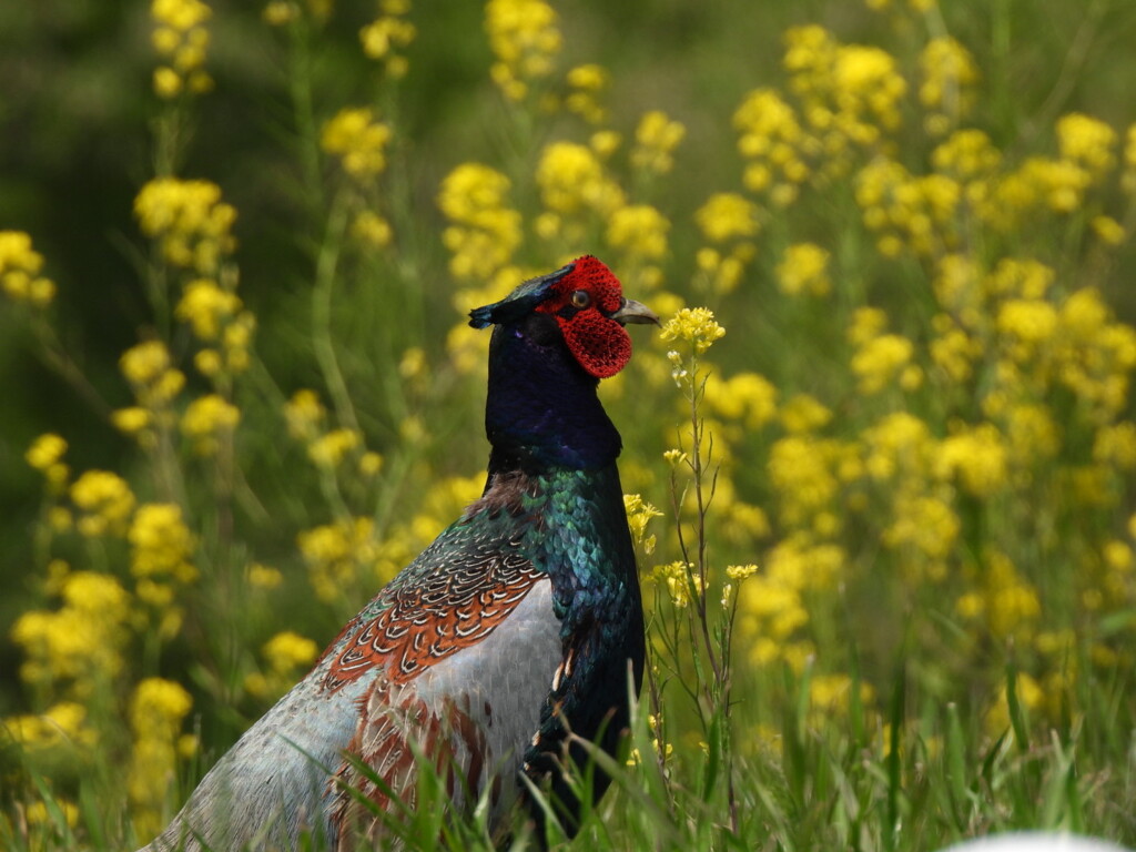 菜の花に囲まれて