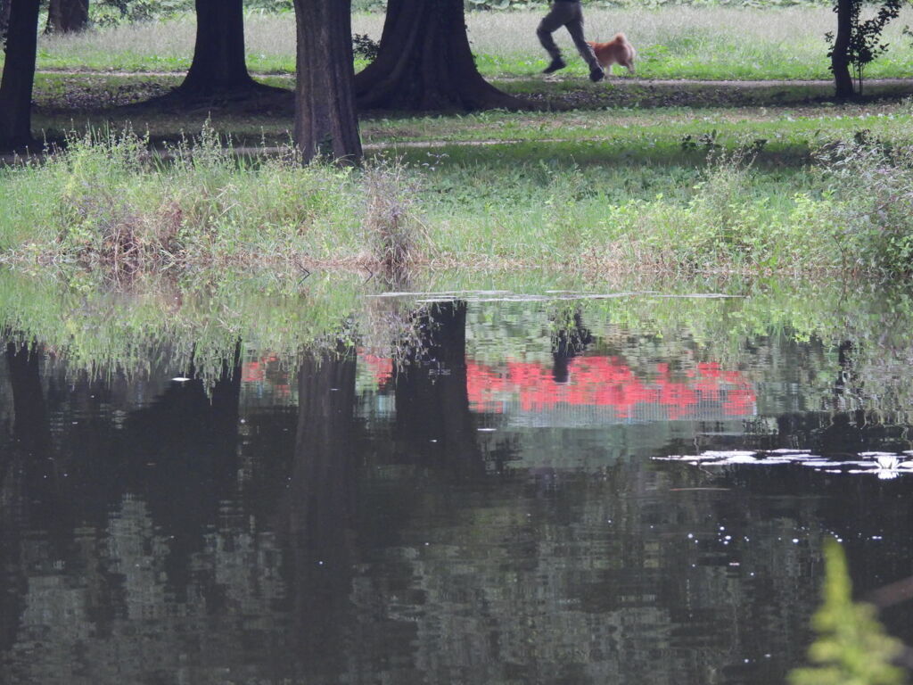 揺らぐ彼岸花