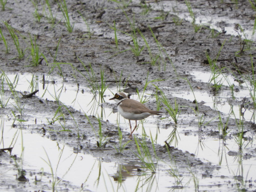 田植えの後で♪ー３