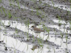 田植えの後で♪ー３