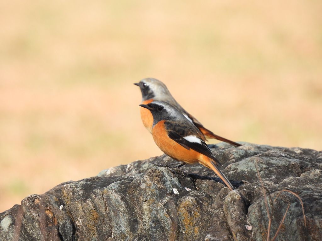 どちらも ハンサム♡