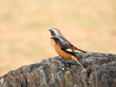 どちらも ハンサム♡