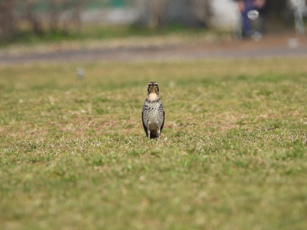 公園デビュー