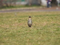 公園デビュー