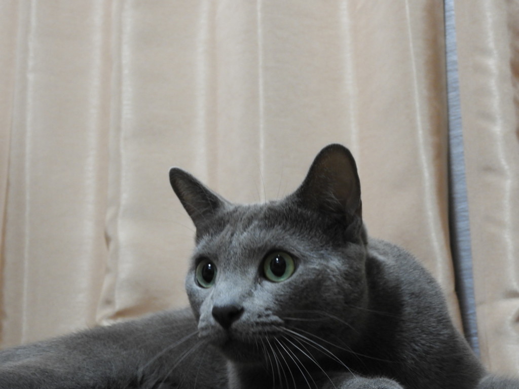 起きてます(=^ェ^=)