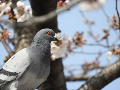 もうこれ以上飲めませんわ～⌒(ё)⌒ｸﾙｯｸﾙｰ
