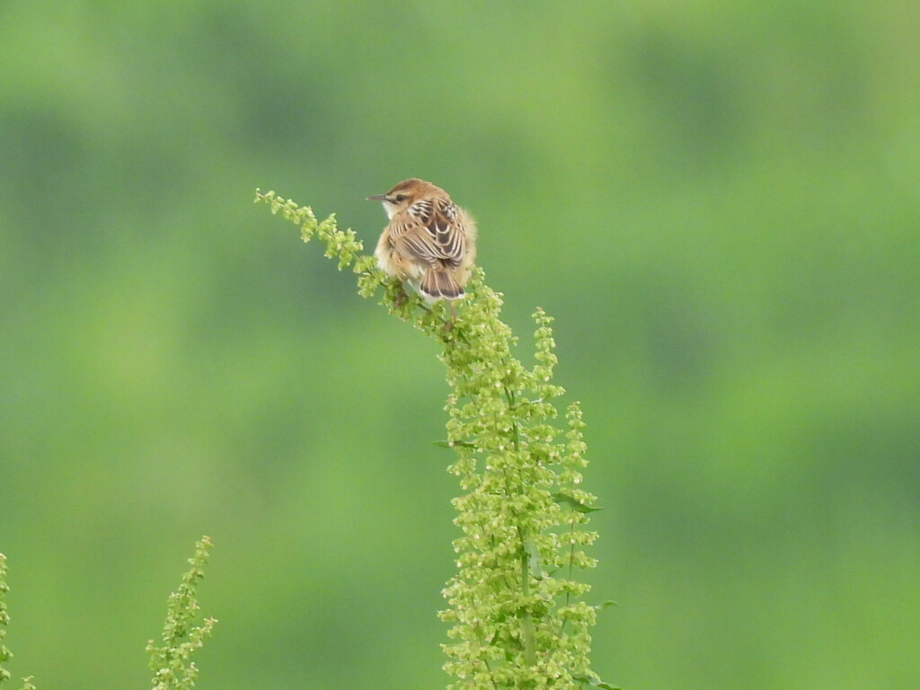 小さな野鳥さん