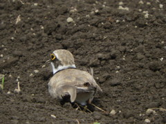 やっぱり君は かわいいよ