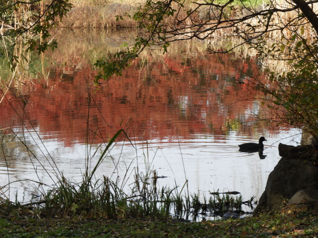 水面に映る紅葉