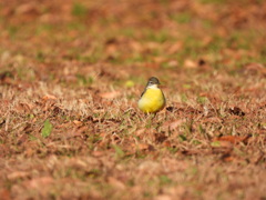 幸せを運んで～♪