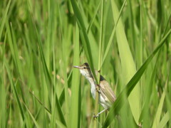 オオヨシキリさん  ー２