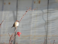 残りの葉っぱと...。