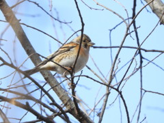 ア！鳥さん・・・⌒(ё)⌒♪