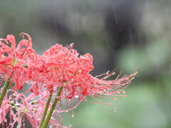 つめたい雨