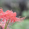 つめたい雨