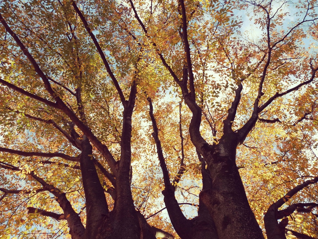 散歩道の紅葉～♪