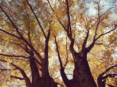 散歩道の紅葉～♪
