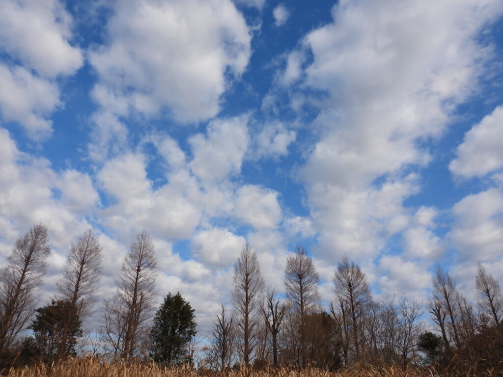 冬の青空と雲と...