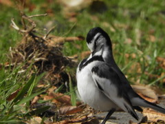 鳥の表情ー１