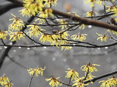 雨音が聴こえて