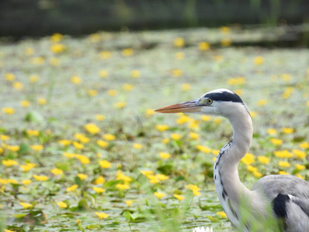 ひとりでお花見なの～。