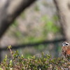 桜　まだかなぁ～！