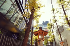 都会の紅葉ー３