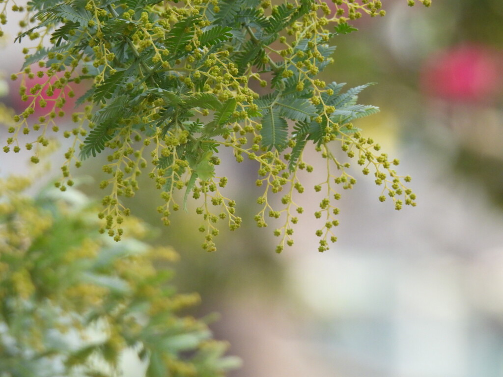 春を待つ
