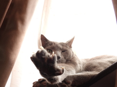 じゃんけん...ぽん♪