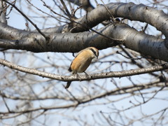 桜の木にモズさん