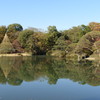 雪吊り  (六義園③)