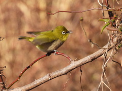 ボクは歌うよ～♪