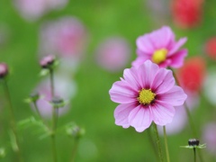 紅葉もいいけどねっ♪