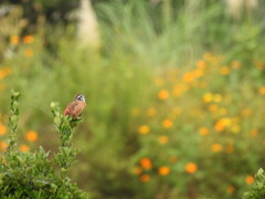 秋桜　きれいだよ～♪