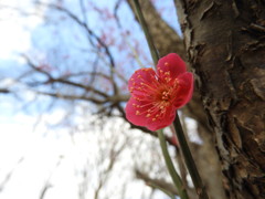 紅梅