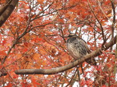 ツグミさんと紅葉