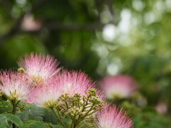 朝の花火...みたいね♪