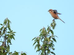 ここじゃなきゃヤダー！