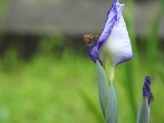 お花見よ～♪