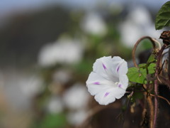白い花が咲く