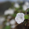 白い花が咲く